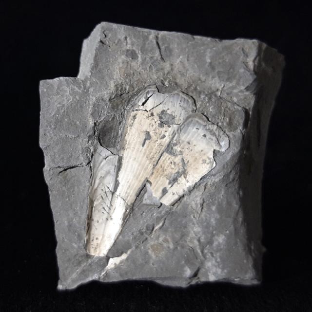 Pinna cf. hartmanni ZIETEN 1830 - Bild © FossNet FossilienStore